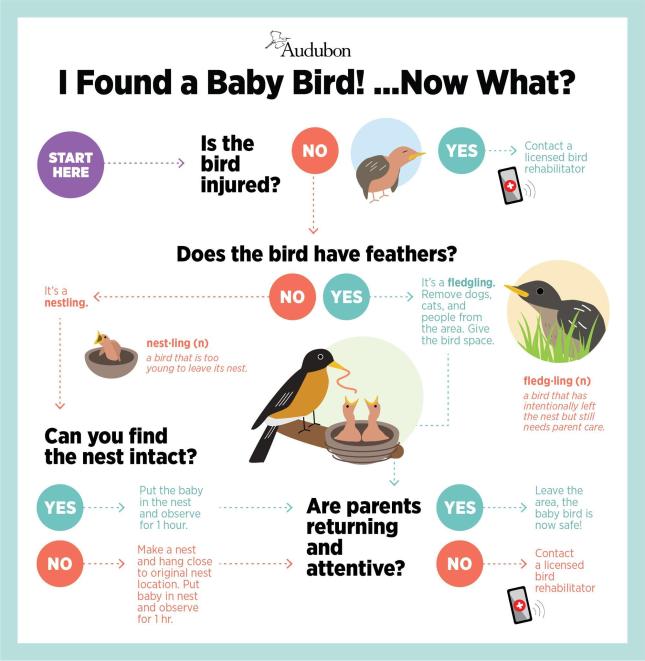 Baby-Bird-PSA